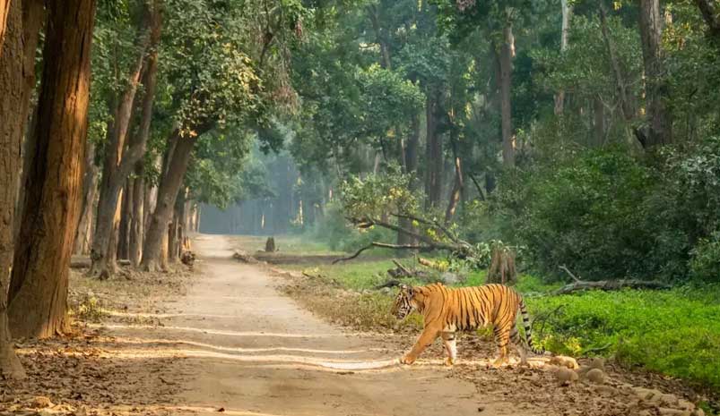 Delhi Jim Corbett Weekend Tour