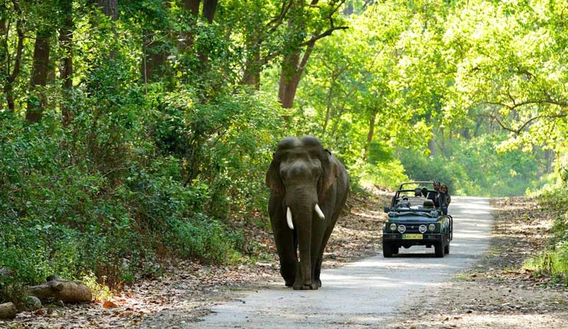 Delhi Jim Corbett Weekend Tour