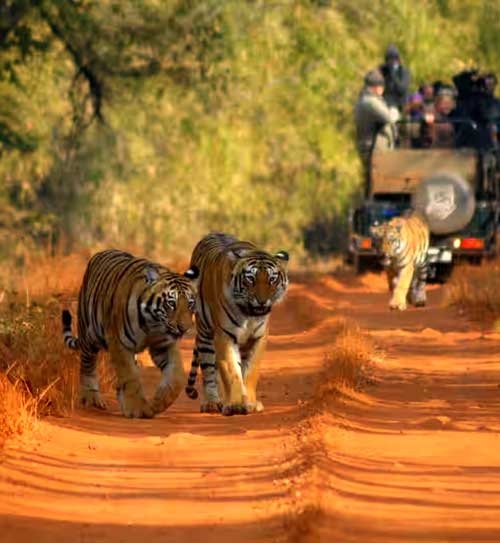 6 Days Delhi Agra Ranthambore Jaipur Sariska Tour