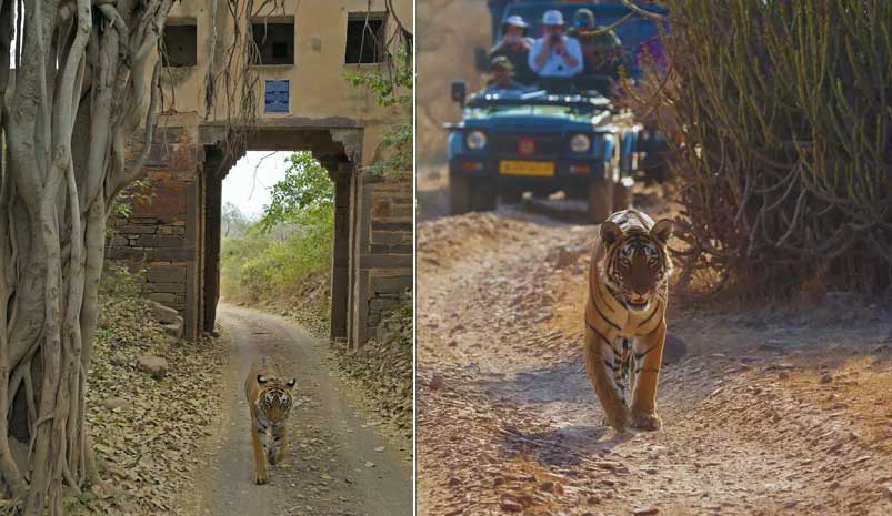 Golden Triangle with Ranthambore & Pushkar